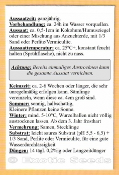 Preview: Leea indica, 10 Samen